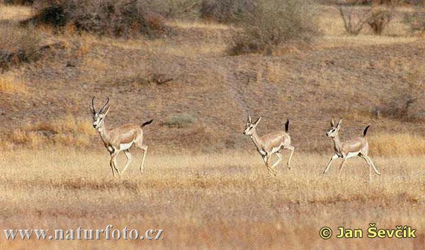 آهوی گواتردار ایرانی