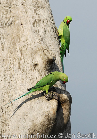 Πράσινος Παπαγάλος