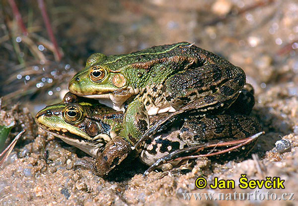 Зелена жаба