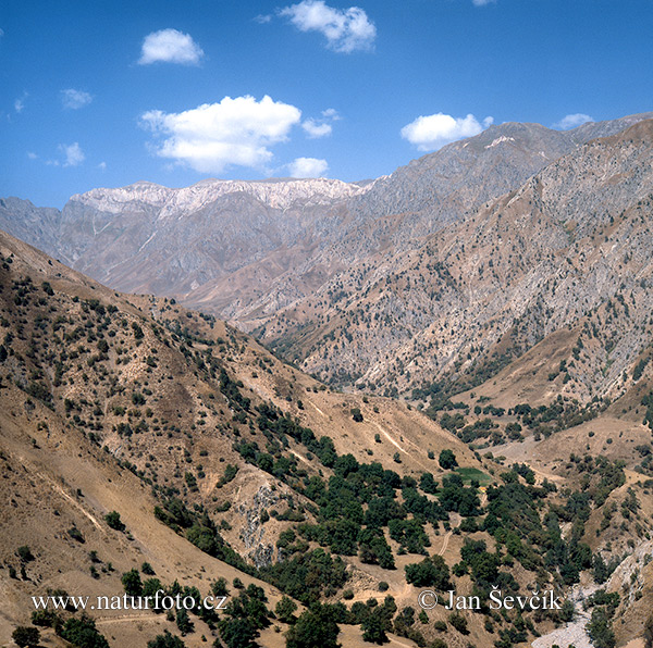 تاجکستان