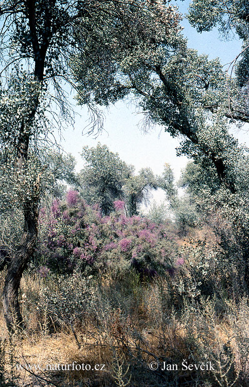 Τατζικιστάν