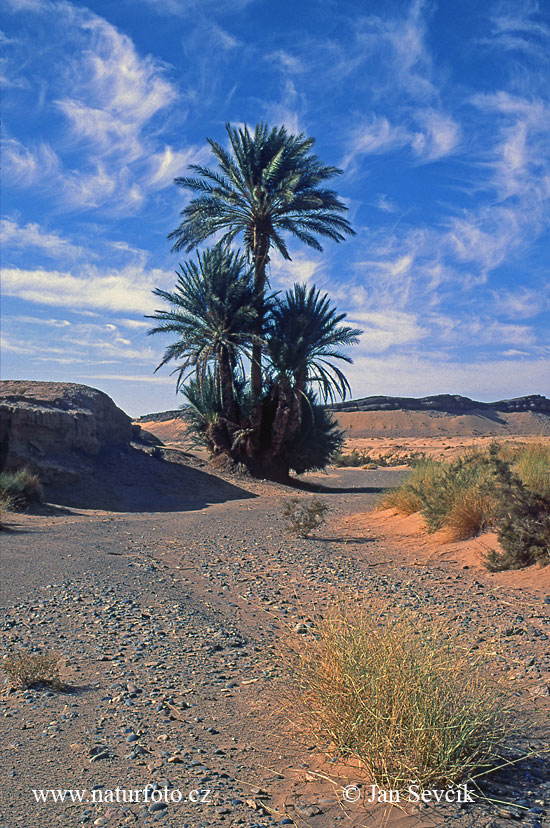 المغرب