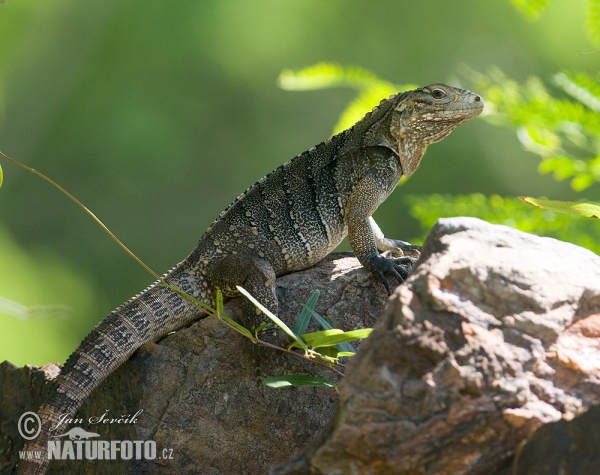 a iguana cubana