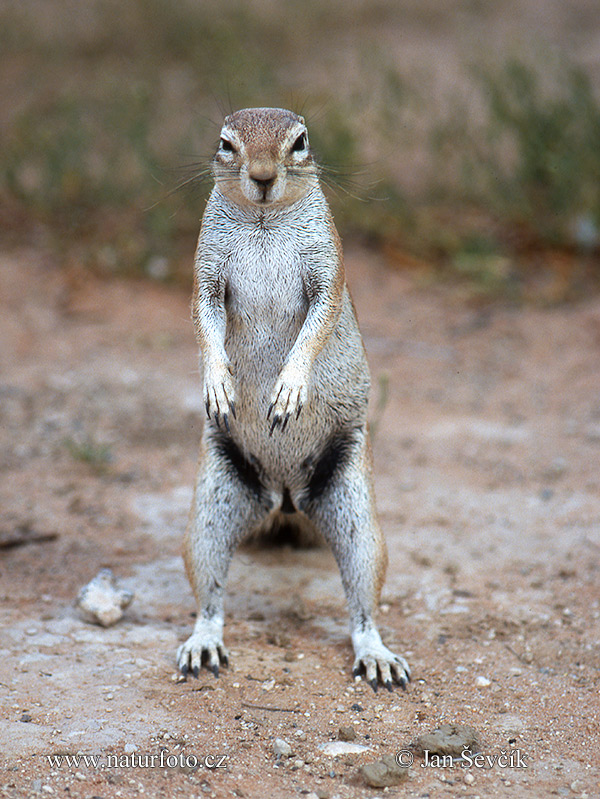 aaierstertmeerkat