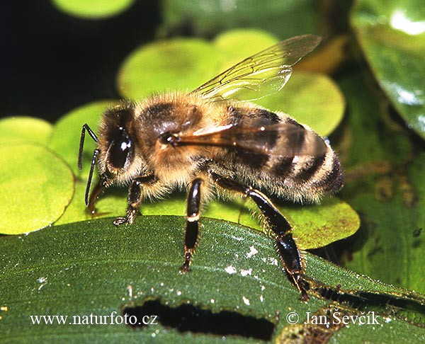 Abeille européenne