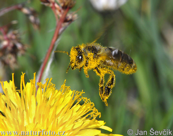 Abeja europea