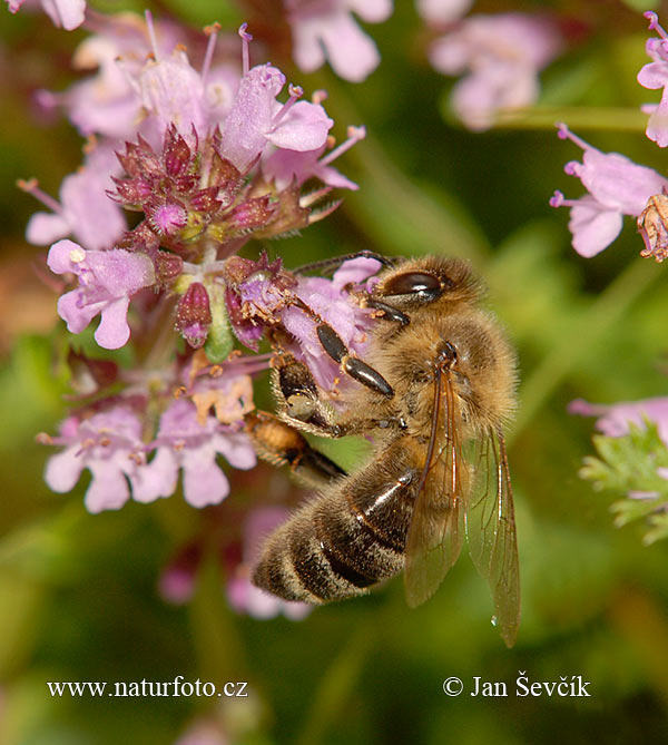 Abeja europea