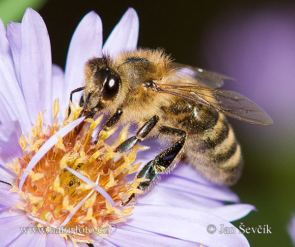 Abeja europea