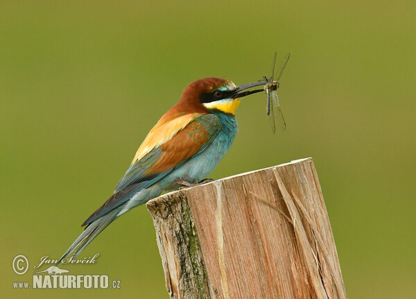 Abejaruco europeo