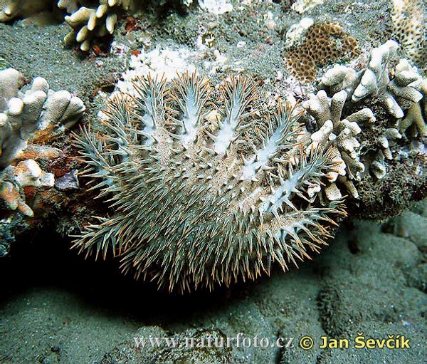 Acanthaster pourpre