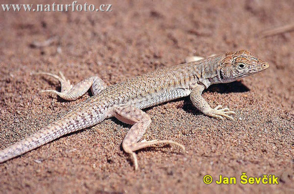 Acanthodactylus boskianus