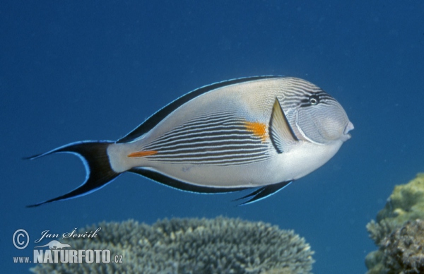 Acanthurus sohal