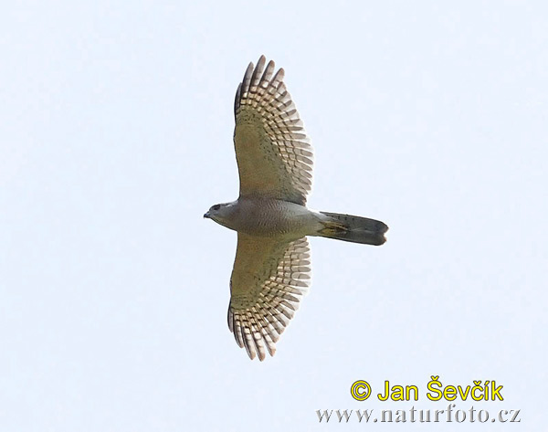 Accipiter badius