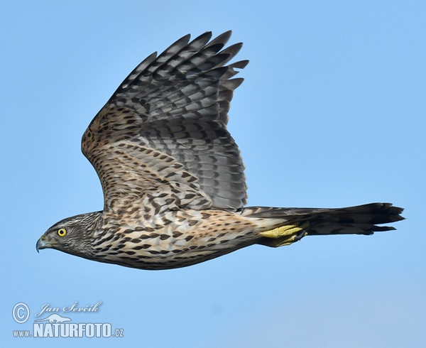 Accipiter gentilis