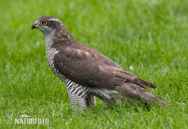 Accipiter gentilis