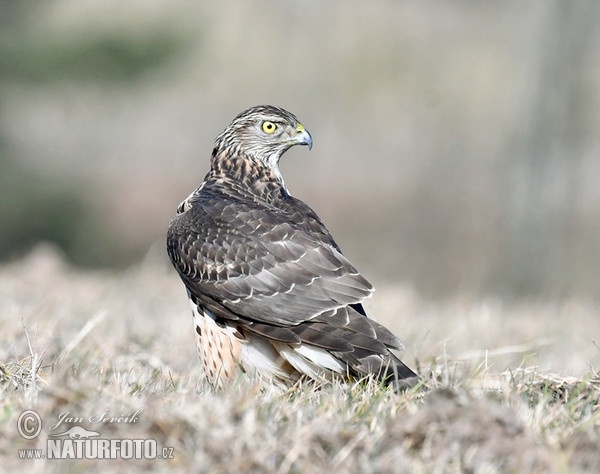 Accipiter gentilis