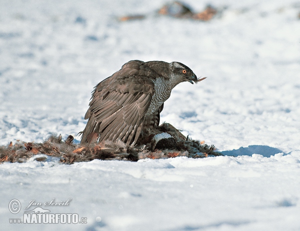 Accipiter gentilis