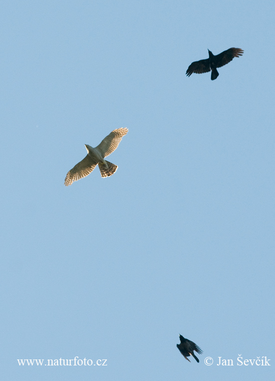 Accipiter gentilis