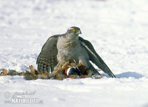 Accipiter gentilis