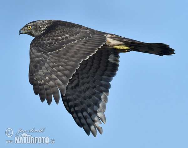 Accipiter gentilis