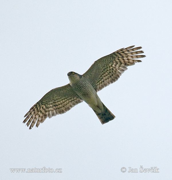 Accipiter nisus