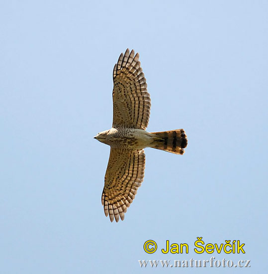 Accipiter trivirgatus