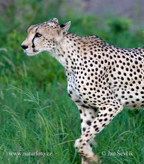 Acinonyx jubatus