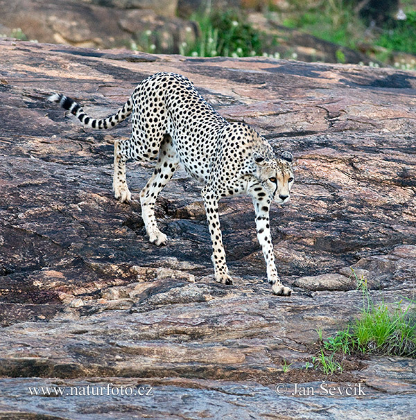 Acinonyx jubatus