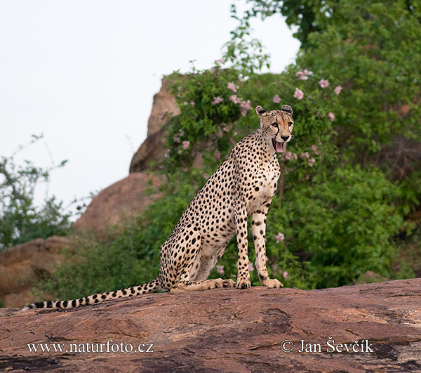 Acinonyx jubatus