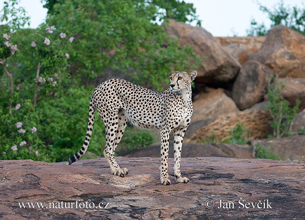 Acinonyx jubatus