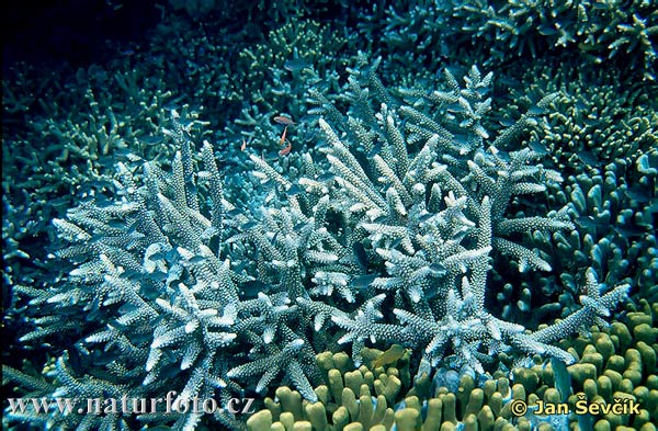 Acropora sp.