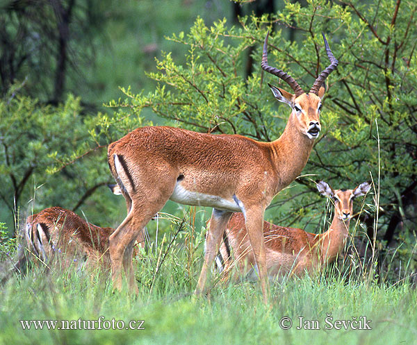 Aepyceros melampus