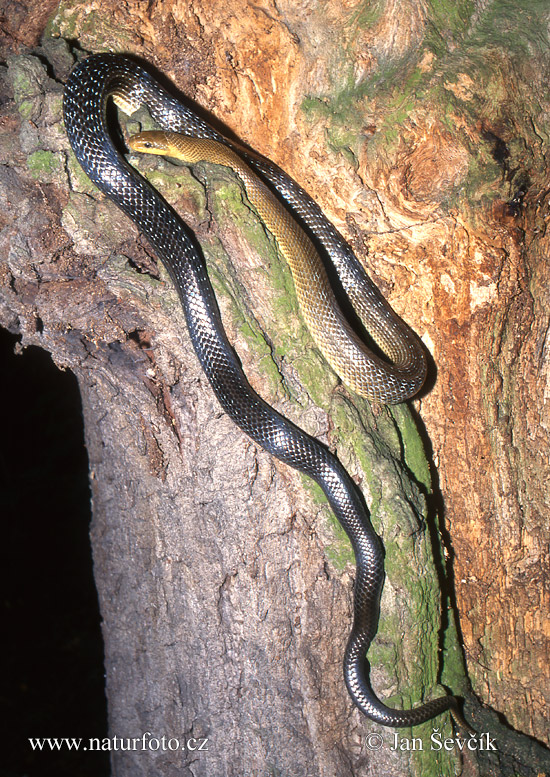 Aeskulapian Snake (Zamenis longissimus)