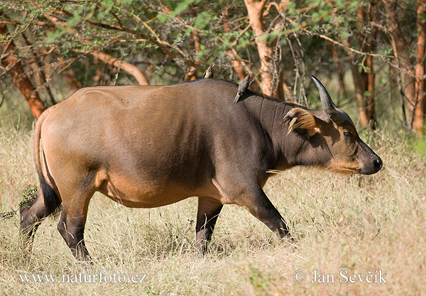 African buffalo (Syncerus caffer brachyceros)