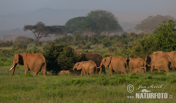 African Elephant (Loxodonta africana)