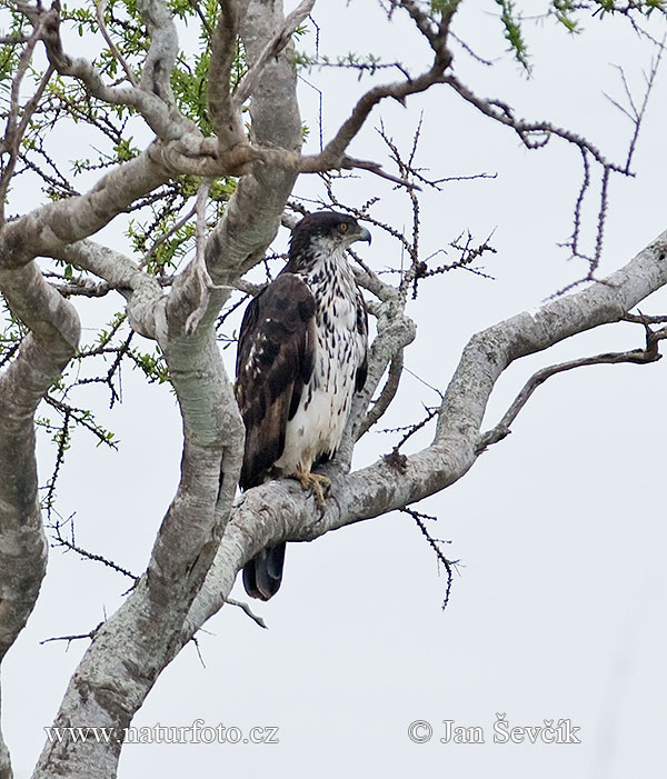 African Hawk-Eagle (Hieraaetus spilogaster)