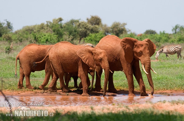 Afrika elefanto