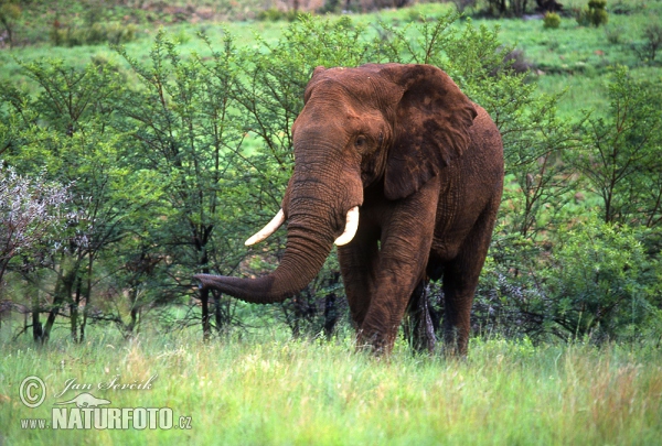 Afrika savan fili