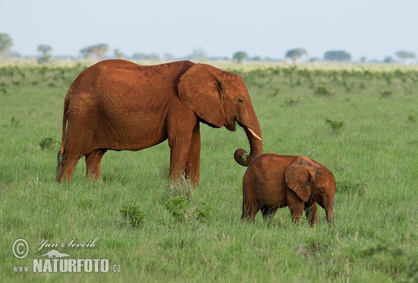 Afrika savanna fili