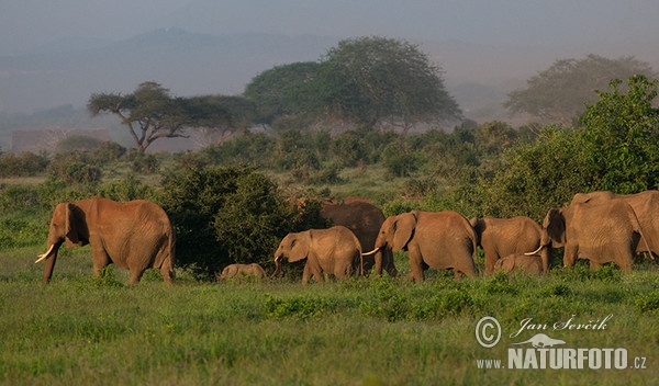 Afrika savanna fili
