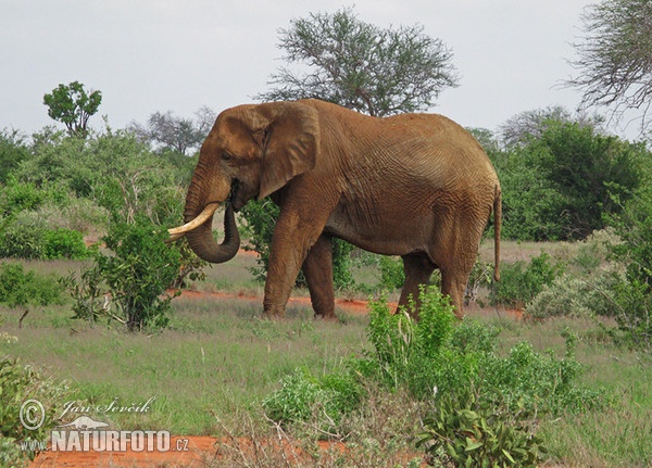 Afrika savanna fili