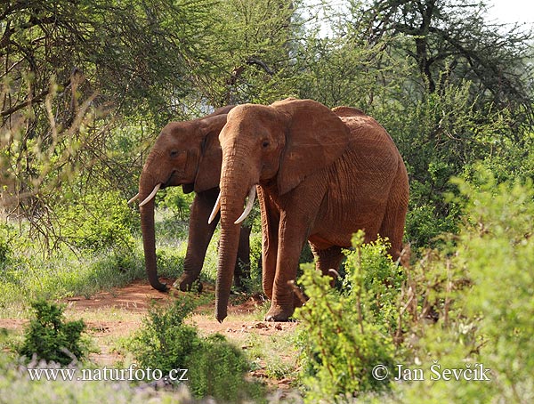 Afrika savanna fili