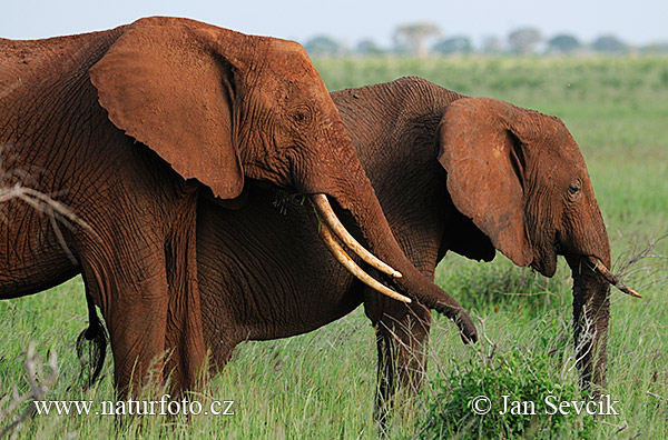 Afrika savanna fili