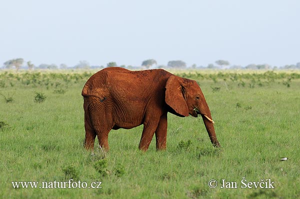 Afrika savanna fili