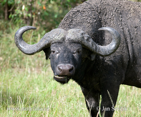 Afrikan Buffalo (Syncerus caffer)