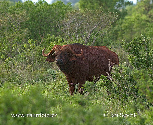 Afrikansk buffel