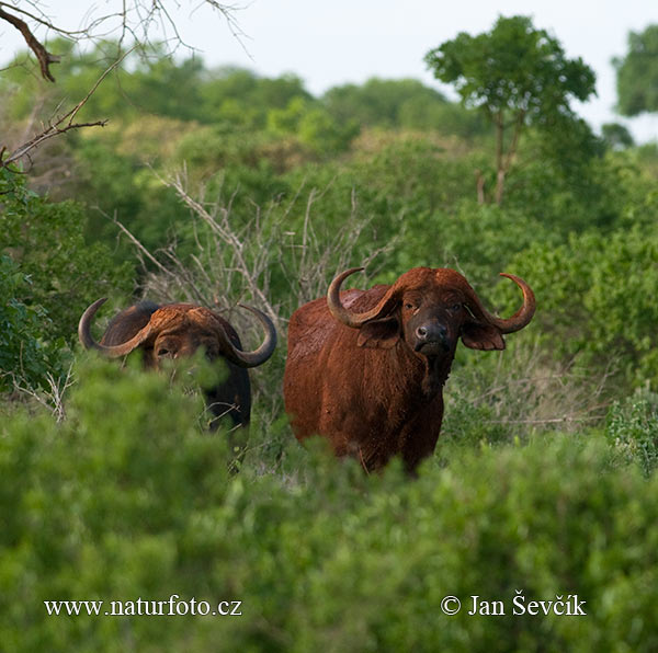 Afrikansk buffel