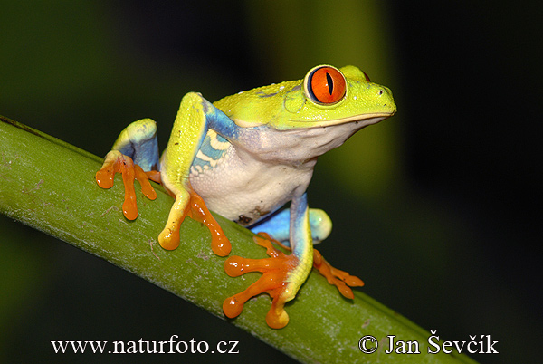 Agalychnis callidryas