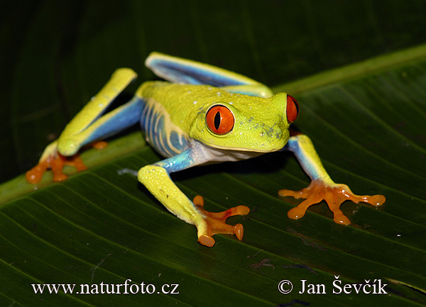 Agalychnis callidryas