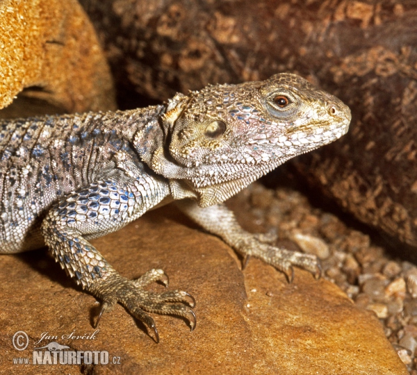 Agama (Laudakia stellio)